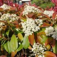 高橋育苗のリトルビースト｜園芸日記byみゆき｜みんなの趣味の園芸
