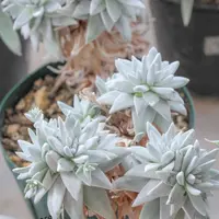 チベタヌスの双葉｜園芸日記byみゆき｜みんなの趣味の園芸｜768908