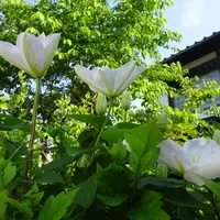 風蘭マキの木に付けています。良い香「蘭達（2016)」のアルバム