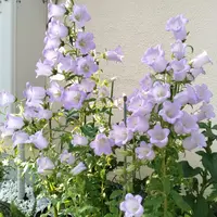 スノードロップ🤍🌱｜園芸日記by水色ガーデン｜みんなの趣味の園芸