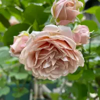 トルカータスベイン｜園芸日記byみゆき｜みんなの趣味の園芸｜1302629