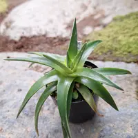 見本　途中で消します文頭ができるものと、まだできないものを載せました。ディッキア ディッキアの日記-毎日の植物記録|みんなの趣味の園芸