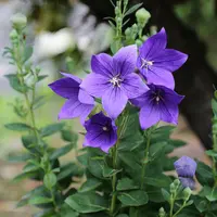 クリスマスローズの原種（H.オキシデンタリス）｜園芸日記by野々口稔