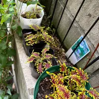 モミの木の新芽｜園芸日記byガーデンPAPA｜みんなの趣味の園芸｜1325673
