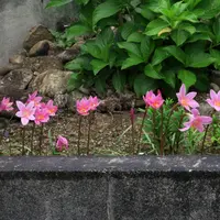 キンリョウヘン｜園芸日記byこんちゃん｜みんなの趣味の園芸｜1080208