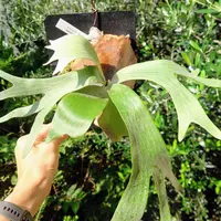 ビカクシダカイゲンの日記-毎日の植物記録|みんなの趣味の園芸