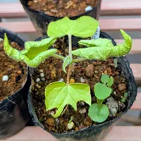 植物学ラテン語辞典｜園芸日記by紙魚淑女｜みんなの趣味の園芸｜55153
