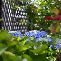 柿の木に着生の風蘭｜園芸日記byこんちゃん｜みんなの趣味の園芸｜315216
