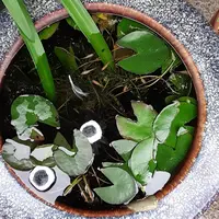 キンリョウヘン｜園芸日記byこんちゃん｜みんなの趣味の園芸｜467641