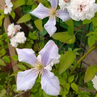 Den.アメジストグロッサム｜園芸日記byまみりん｜みんなの趣味の園芸