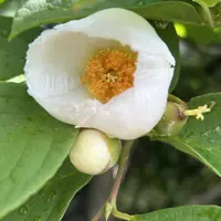 クリスマスローズの原種（H.トルカータス・ボスニア）｜園芸日記by