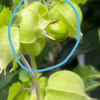 グアバ(ﾄｳｼｮｳ)の日記-毎日の植物記録|みんなの趣味の園芸