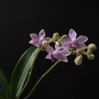 西山喬先生のこと〔写真2枚目〕-京都府立植物園さんの日記｜みんなの