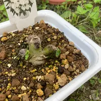 挿木苗『ハクチョウゲ』を根上がり寄せ植え盆栽に｜園芸日記bymeika