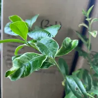 初花のボウラン｜園芸日記byじゅんいち｜みんなの趣味の園芸｜708617