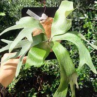 ビカクシダカイゲンの日記-毎日の植物記録|みんなの趣味の園芸