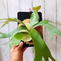 ビカクシダカイゲンの日記-毎日の植物記録|みんなの趣味の園芸