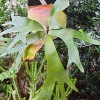 ビカクシダカイゲンの日記-毎日の植物記録|みんなの趣味の園芸