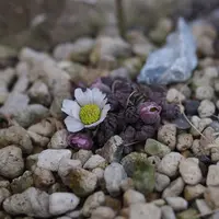 カリアンテマムの日記-毎日の植物記録|みんなの趣味の園芸
