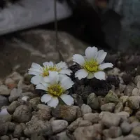 カリアンテマムの日記-毎日の植物記録|みんなの趣味の園芸