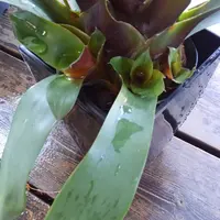 フリーセアの日記-毎日の植物記録|みんなの趣味の園芸