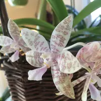 Phal.hieroglyphicaの日記-毎日の植物記録|みんなの趣味の園芸
