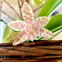 Phal.hieroglyphicaの日記-毎日の植物記録|みんなの趣味の園芸