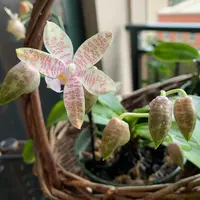Phal.hieroglyphicaの日記-毎日の植物記録|みんなの趣味の園芸
