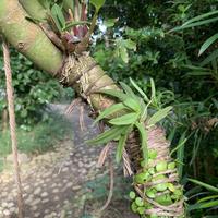 ムカデランの日記-毎日の植物記録|みんなの趣味の園芸