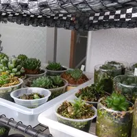 🐸蛙玉🐸の成長記録｜そだレポ（栽培レポート）byボル｜みんなの趣味の園芸