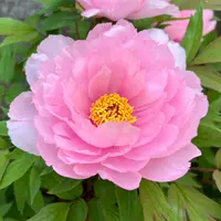 沈丁花ページ② 楽天市場】【2025年3月～4月 開花】沈丁花紅花 赤花ジンチョウゲ