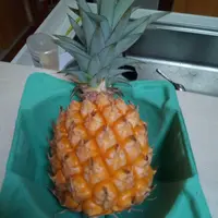 パイナップルページ パイナップル（スナックパイン）のそだレポ｜そだレポ（栽培レポート