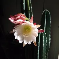 柱サボテン鬼面角 育てて二年ついに開花｜そだレポ（栽培レポート）by