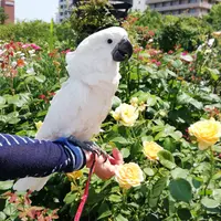 アロエポリフィラ｜そだレポ（栽培レポート）byfruits55.go｜みんなの