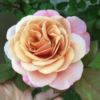 バラ　パレード　挿し木3年目 こう見えて、挿し木3年目です😇😇😇 1.5mくらいに成長しました