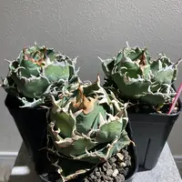 初心者によるアンボンゲンセ実生記録｜そだレポ（栽培レポート）by