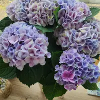 アナベル2年目*｡ﾟꕤ*｡ﾟ｜そだレポ（栽培レポート）byuriii｜みんなの