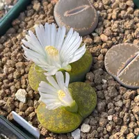 アナカンプセロスコンプトニーを種子から育てる｜そだレポ（栽培