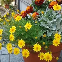 みかんの鉢植え|そだレポ(栽培レポート)byyotsuba|みんなの みかんの鉢植え|そだレポ(栽培レポート)byyotsuba|みんなの