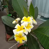 プルメリア　セラダイン開花中株 プルメリア セラダイン開花中株 - メルカリ