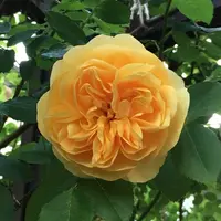 はなはなさんのマイページ-みんなの趣味の園芸