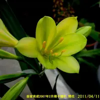 クンシランのタネ播きからグリーン花｜そだレポ（栽培レポート