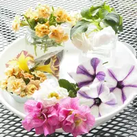 挿し芽した朝顔はどうなるの？｜そだレポ（栽培レポート）byfujimako