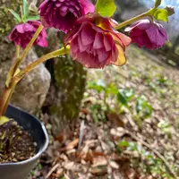 ❤️セール❤️143 【デュメ交配】☆超小輪☆ キュートな花型