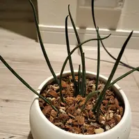 アカシアブルーブッシュを鉢植えで育てています。真夏頃までは アカシアブルーブッシュを鉢植えで育てています。真夏頃までは