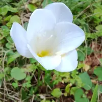 アガベの子株ですが、これは発根してますでしょうか?|園芸相談 アガベの子株ですが、これは発根してますでしょうか?|園芸相談