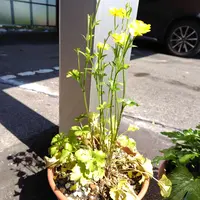 昨年差し芽をしたペラルゴニウムについて。ひょろひょろと伸び 昨年差し芽をしたペラルゴニウムについて。ひょろひょろと伸び