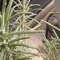 昨年差し芽をしたペラルゴニウムについて。ひょろひょろと伸び 昨年差し芽をしたペラルゴニウムについて。ひょろひょろと伸び