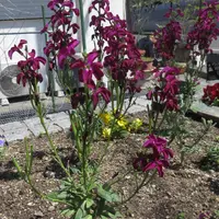 彼岸花 長州桃華の球根