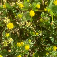 園芸相談Q&A|植物の質問をみんなで解決!|みんなの趣味の園芸 園芸相談Q&A|植物の質問をみんなで解決!|みんなの趣味の園芸